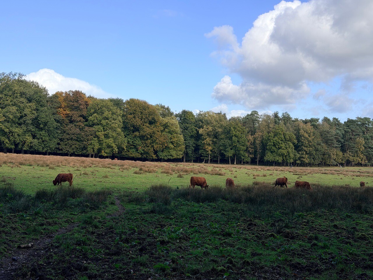 Rheden