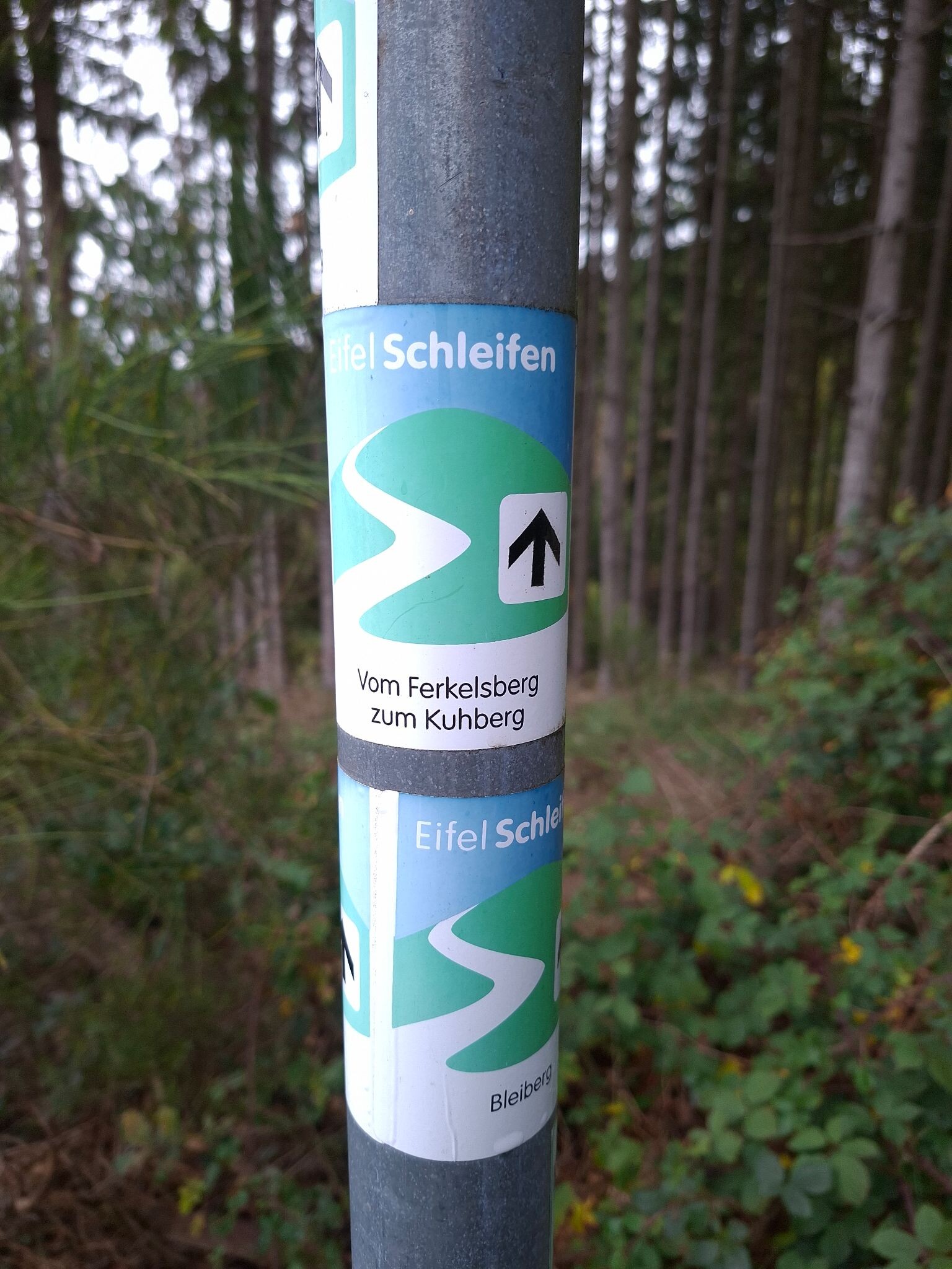 EifelSchleife Vom Ferkelsberg zum Kuhberg