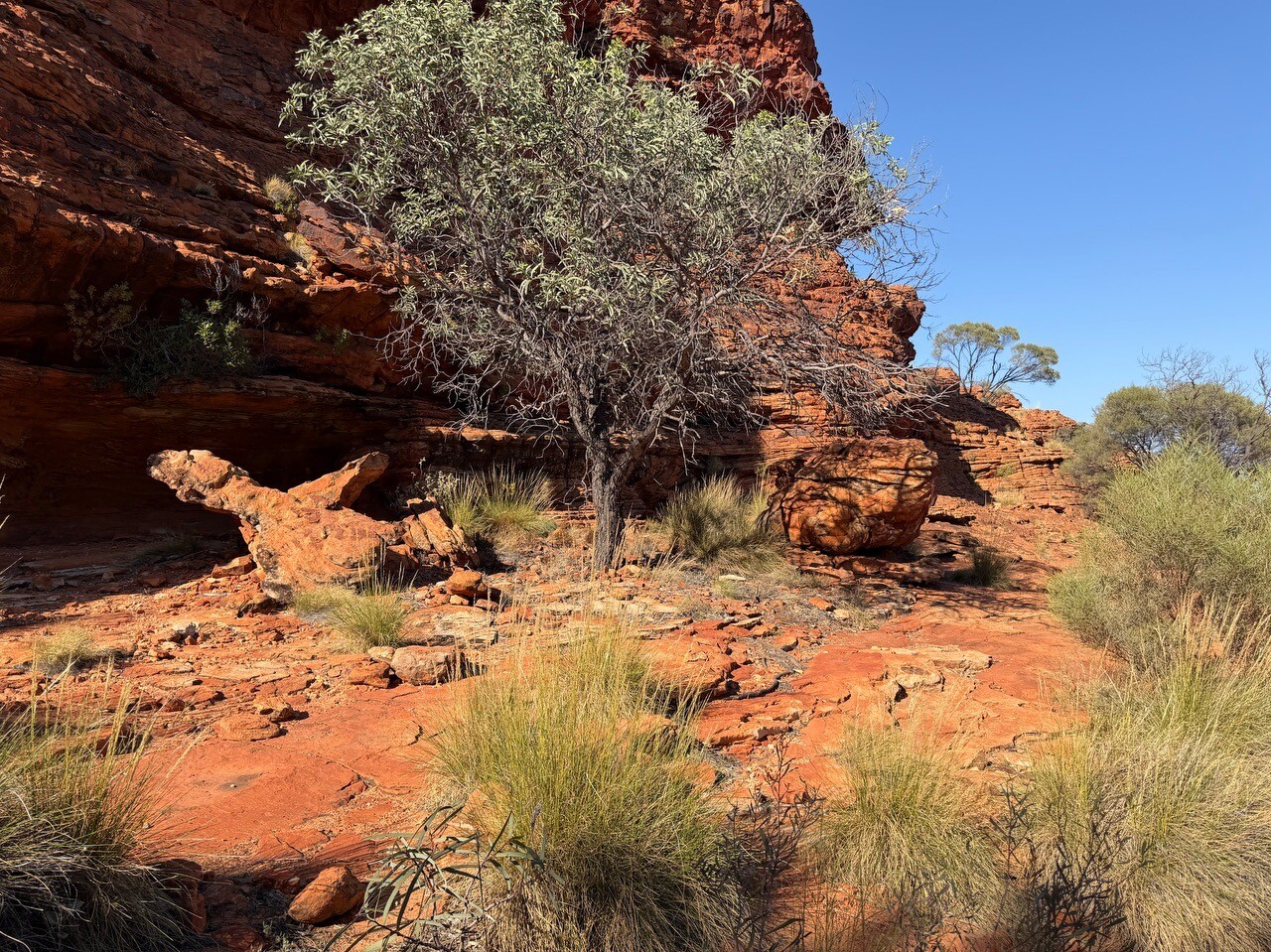 Kings Canyon Rim Walk