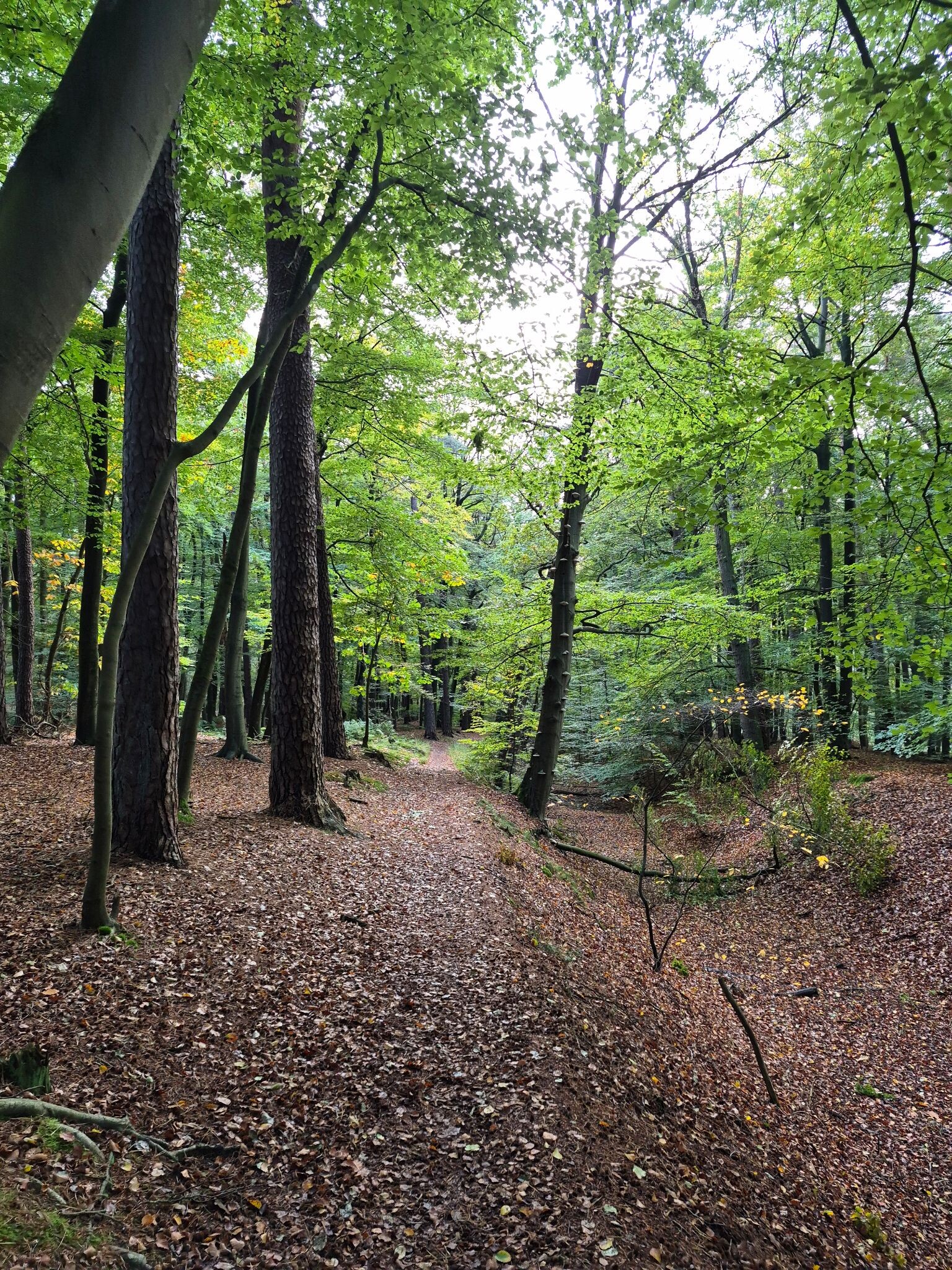 Ommen - Hellendoorn · Pieterpad etappe 10