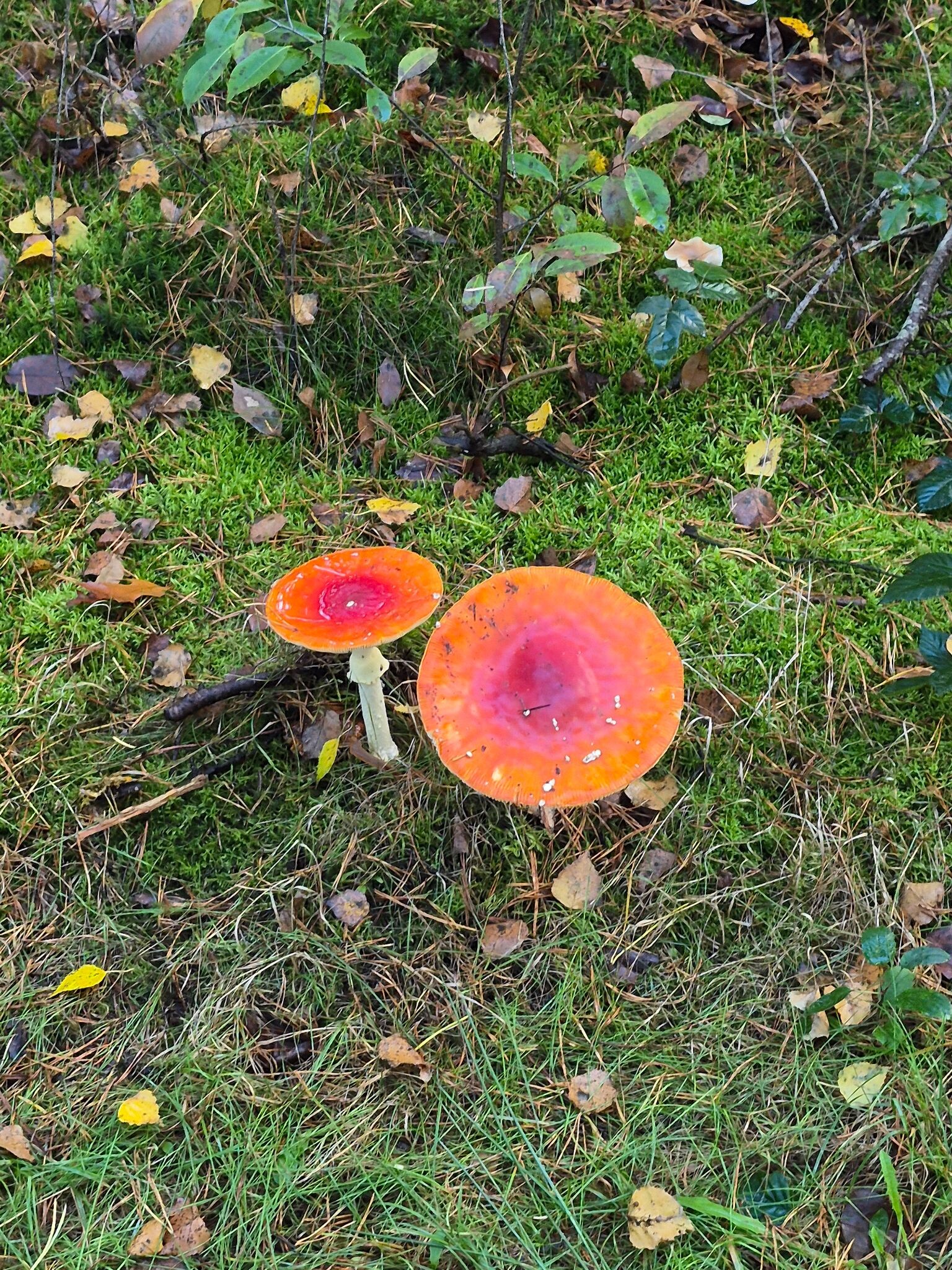 Ommen