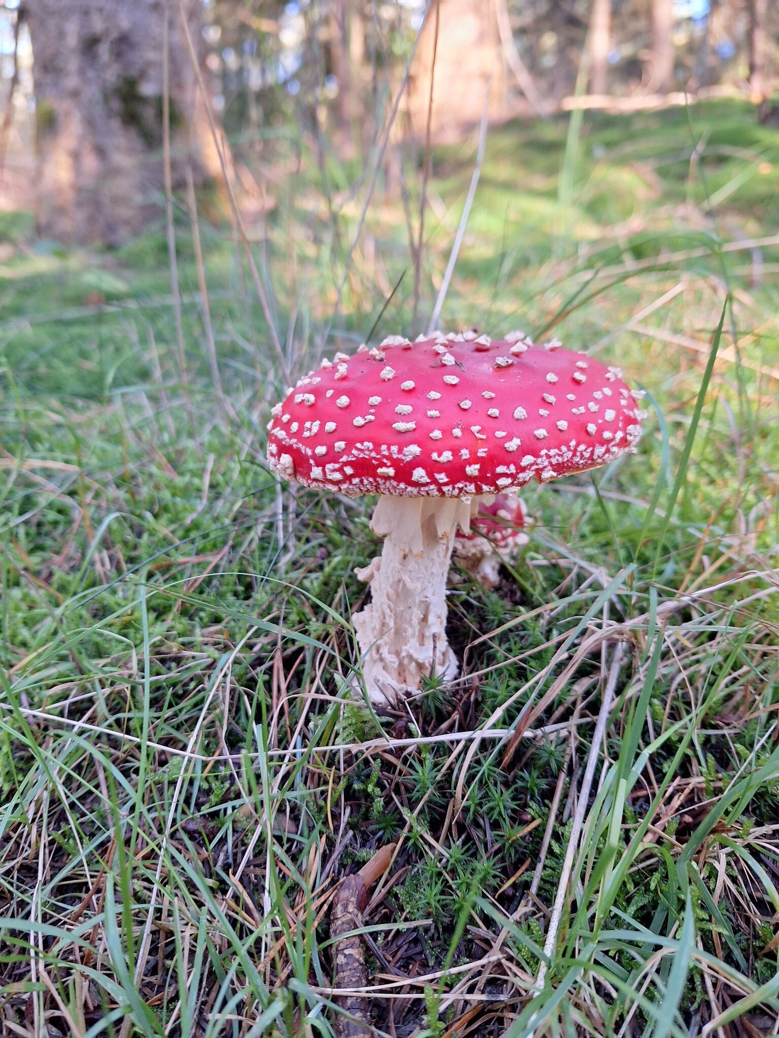 Stegeren - Rood