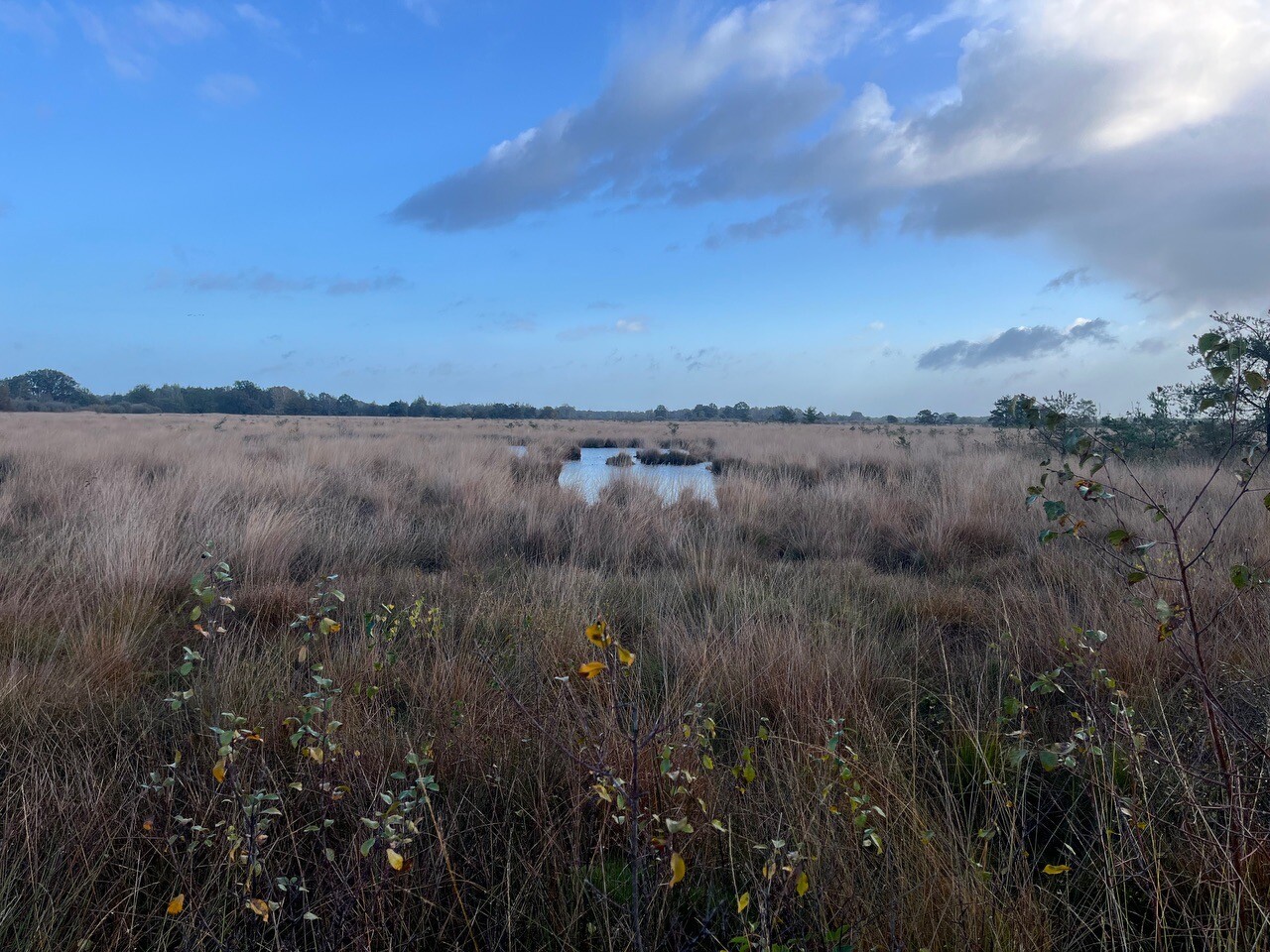 Wandelroute Haaksbergerveen Armenveenroute