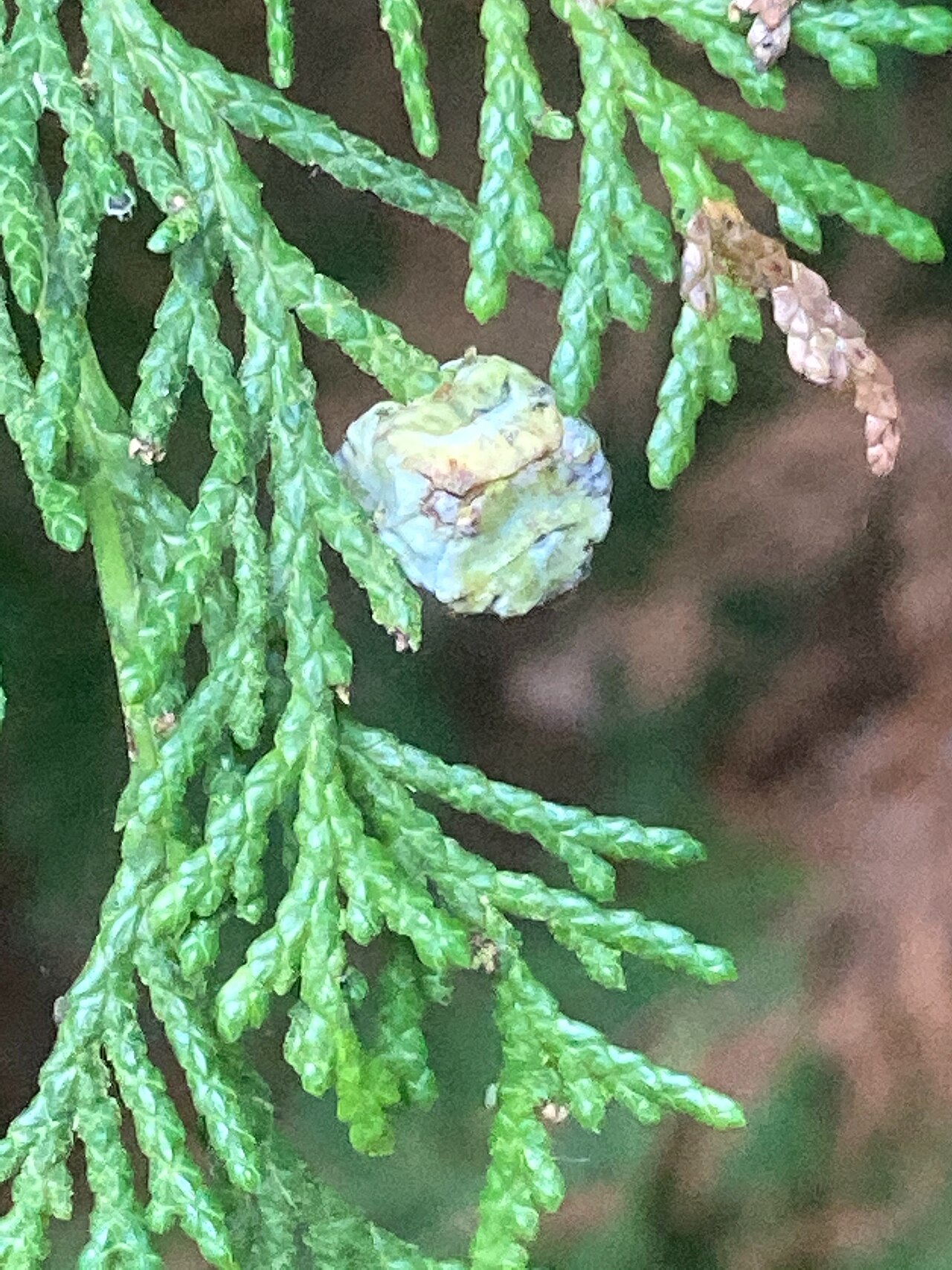 De tien van Tynaarlo: Parels in 't Groen