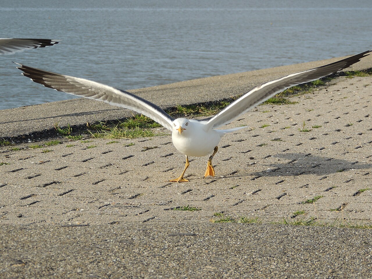 Wierum naar Hornhuizen - "Door de wind" · NederRandpad etappe 78