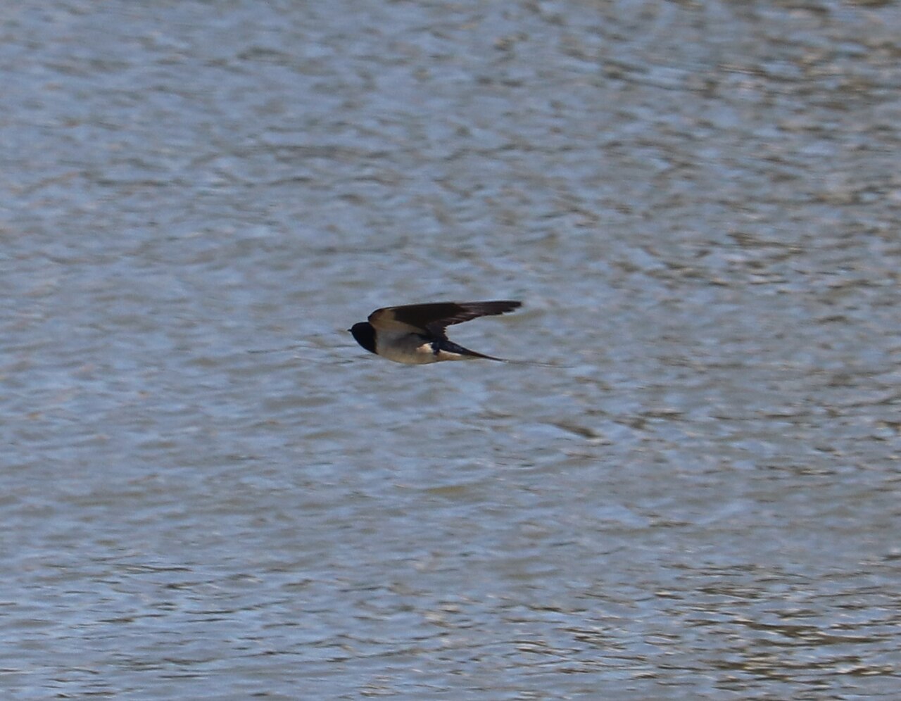 Wierum naar Hornhuizen - "Door de wind" · NederRandpad etappe 78