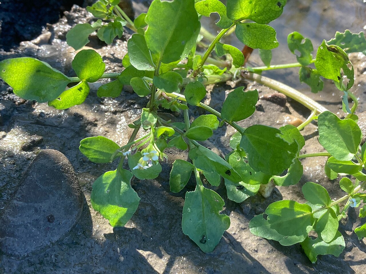 Dordrecht (Kiltunnel) - Numansdorp · Floris V-pad etappe 10