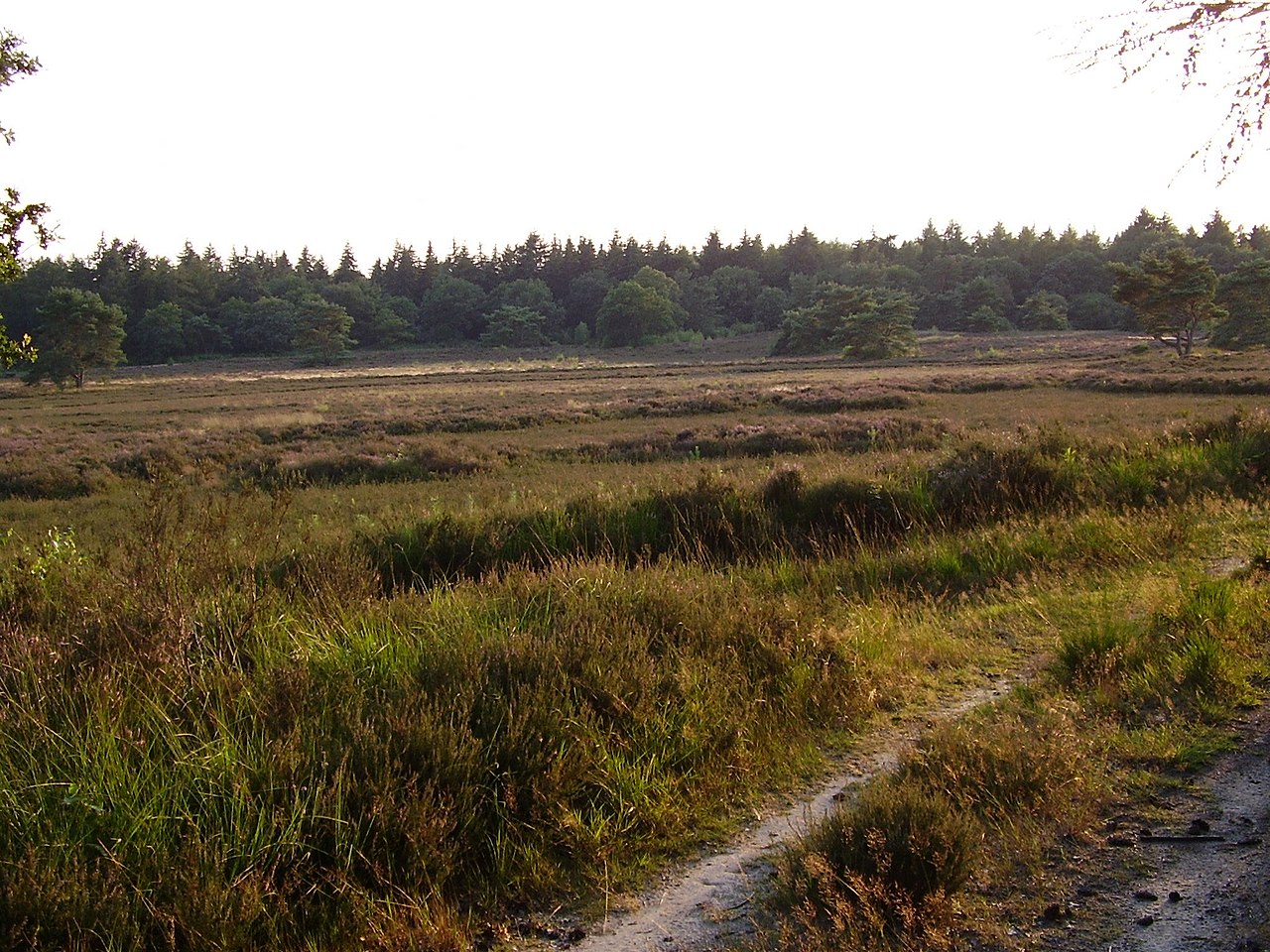 Wilhelminaoord - Steenwijk · Friese Woudenpad etappe 11