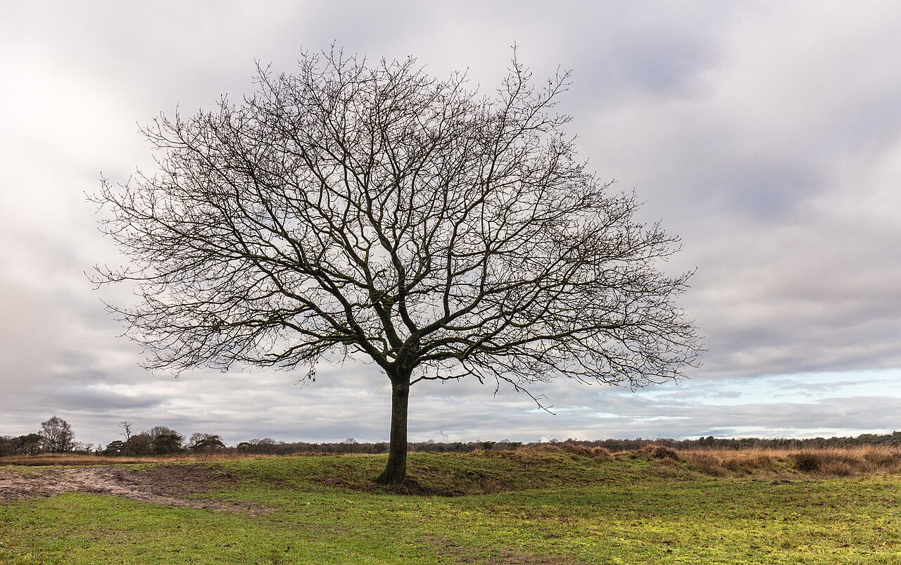 100 km van Appelscha