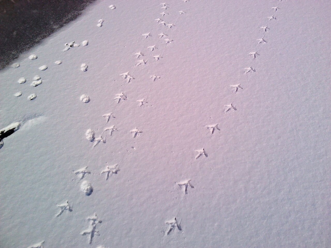 Zuiddorpe naar Philippine - "Het zwarte goud" · NederRandpad etappe 52