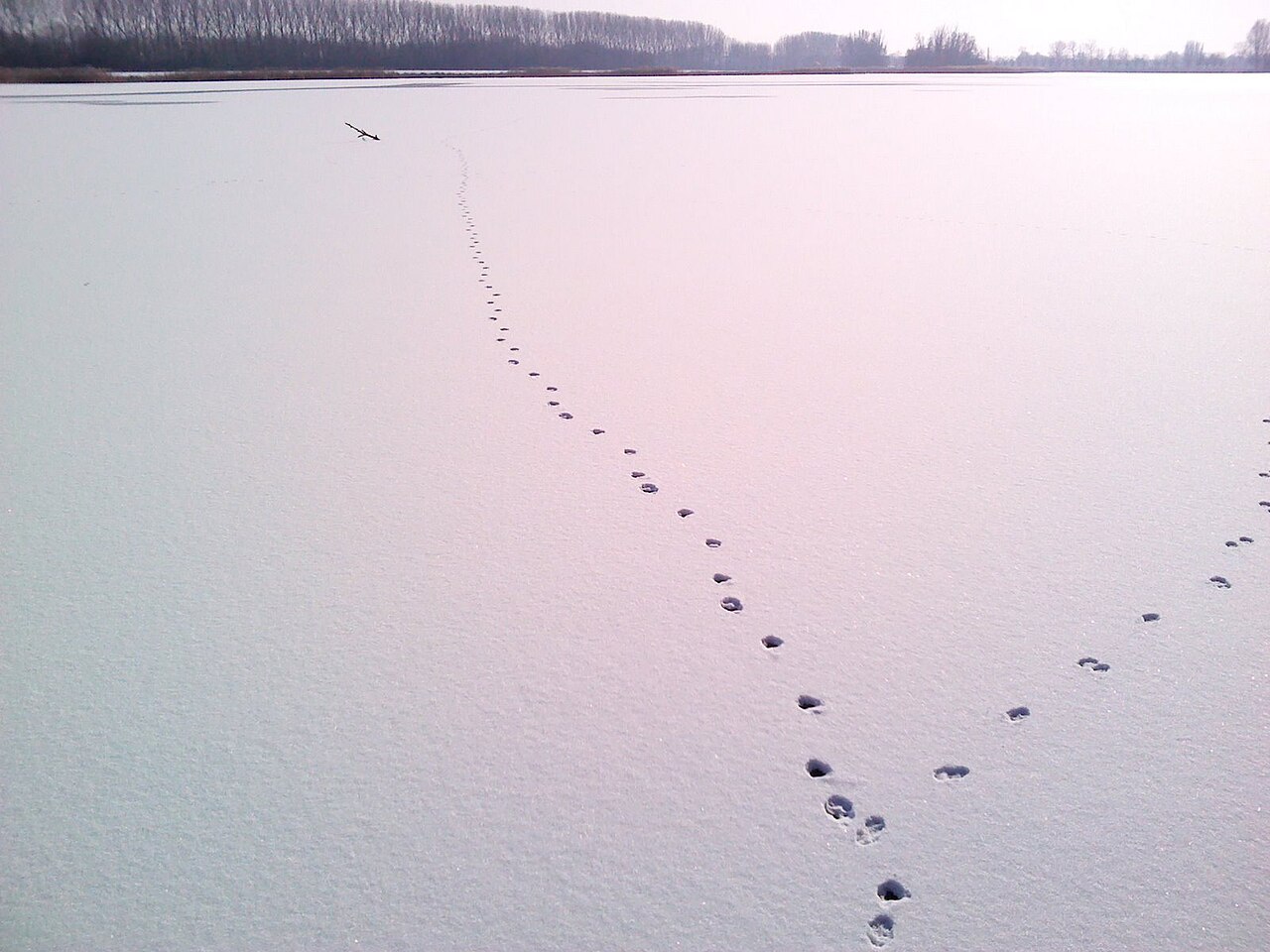 Zuiddorpe naar Philippine - "Het zwarte goud" · NederRandpad etappe 52