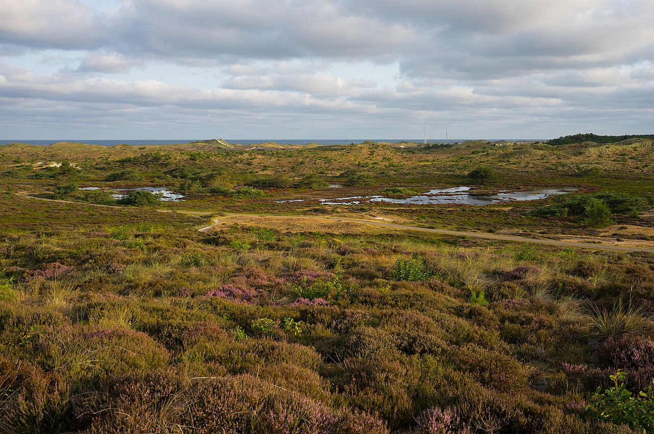 Wandelroute Duinheidewandeling