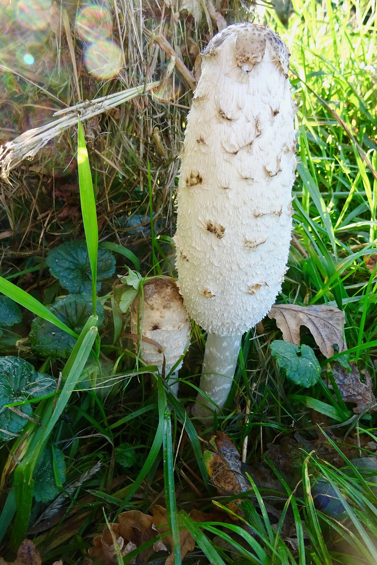 Opsterland - Beetsterzwaag · Groot Frieslandpad etappe 13