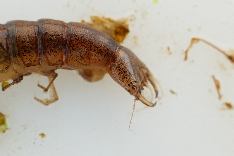 Variant Rottemeren: Loetbos -  · Grote Rivierenpad etappe 16