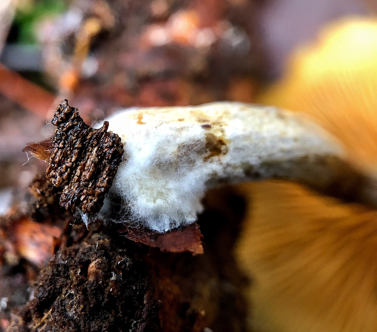 De Efteling - Nieuwkuijk · Hertogenpad etappe 3