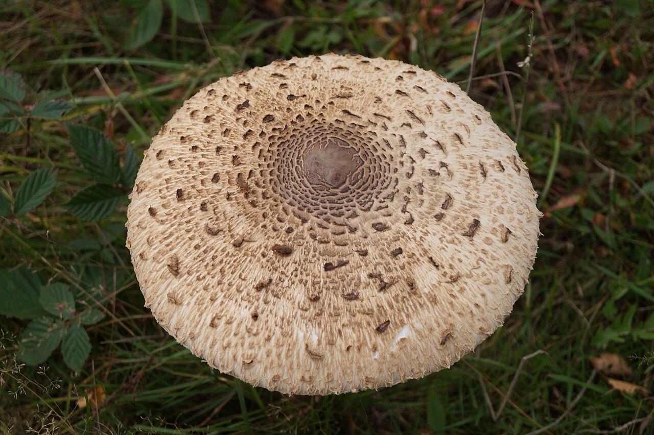 Stippelberg (bushalte) - Griendtsveen · Hertogenpad etappe 8