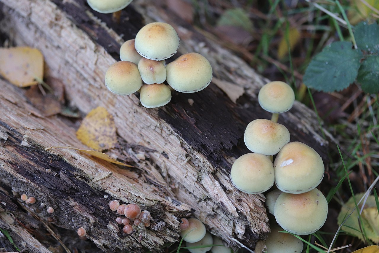 De Efteling - Nieuwkuijk · Hertogenpad etappe 3