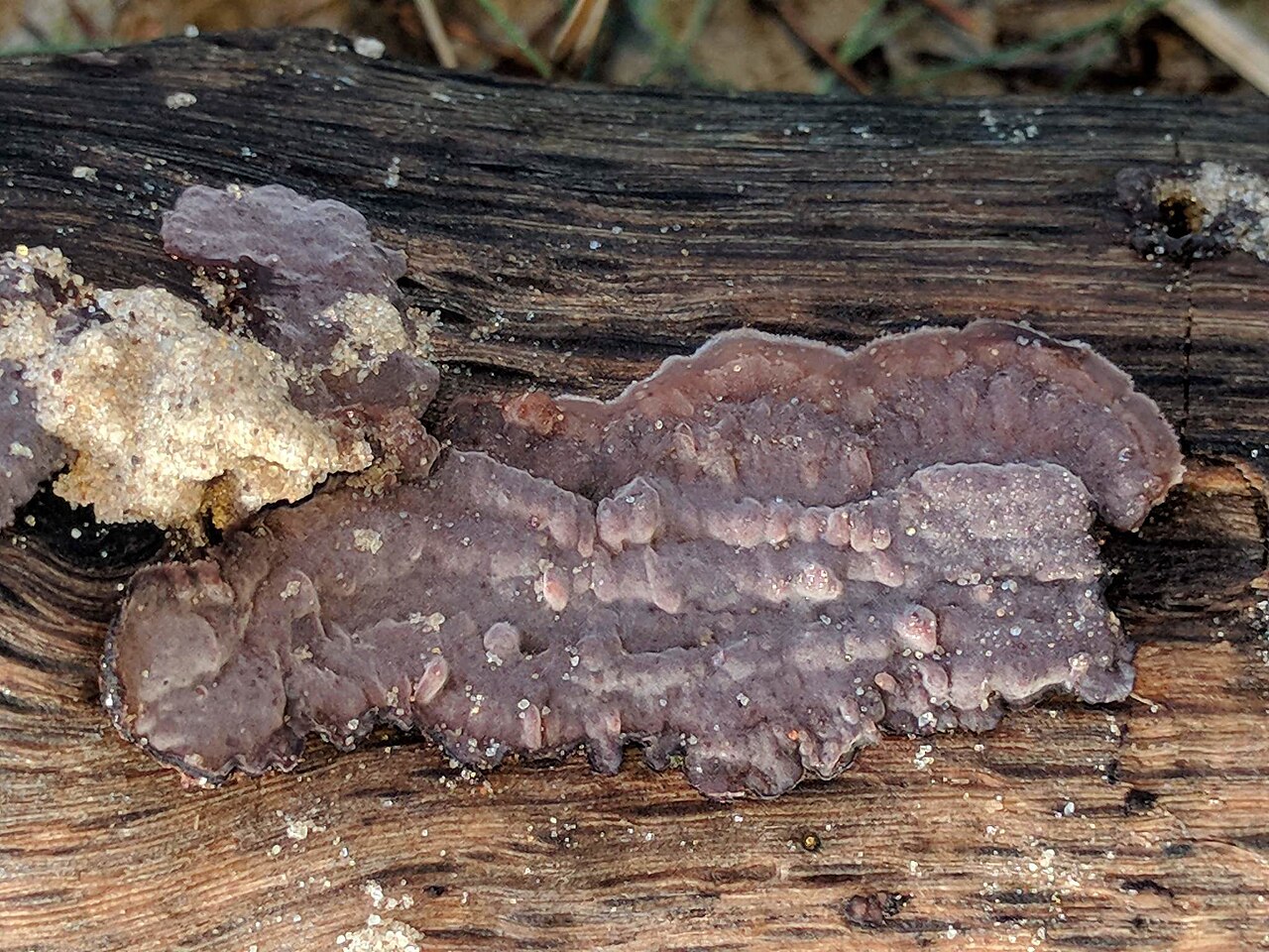 De Efteling - Nieuwkuijk · Hertogenpad etappe 3