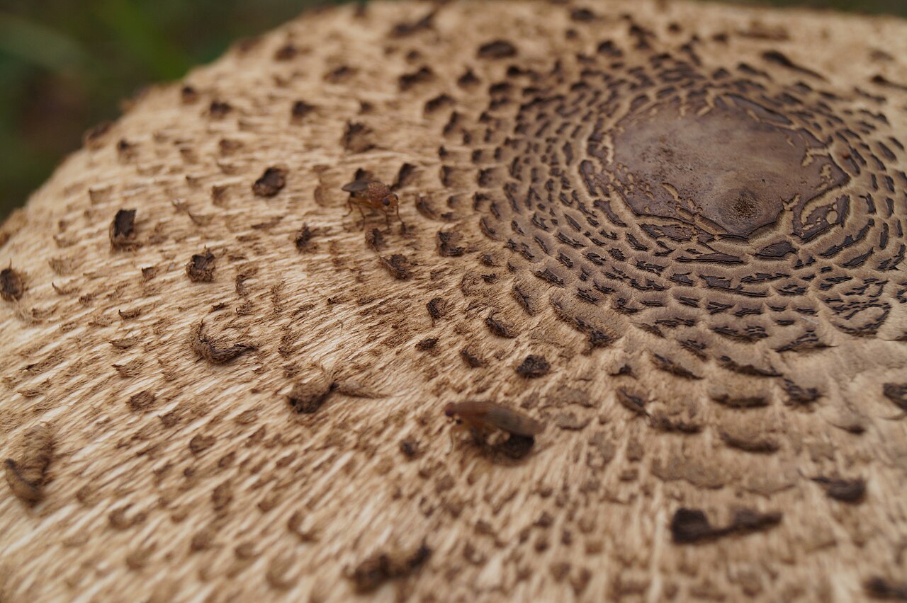 Stippelberg (bushalte) - Griendtsveen · Hertogenpad etappe 8