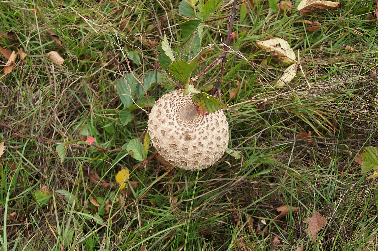 Stippelberg (bushalte) - Griendtsveen · Hertogenpad etappe 8