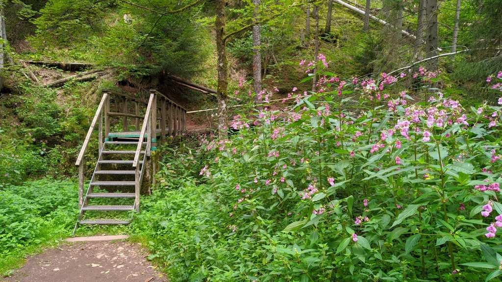 European Long distance path E1 - part Germany, Baden-Wuerttemberg (region Schwarzwald south)