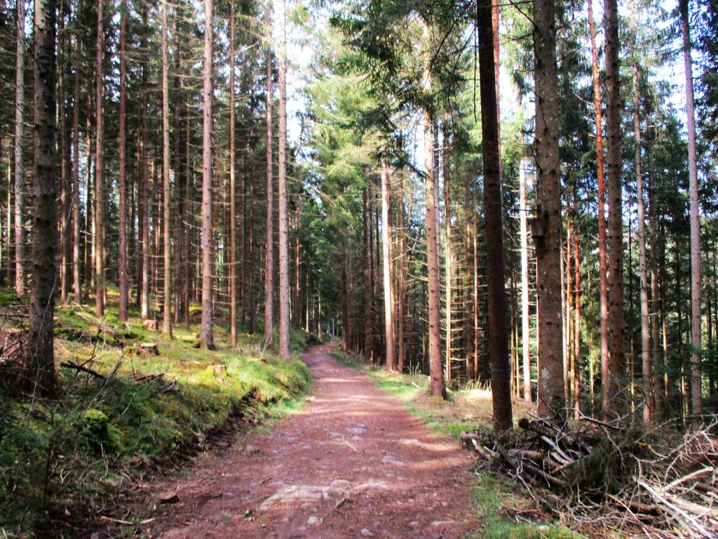Saurenbach-Schlucht-Weg