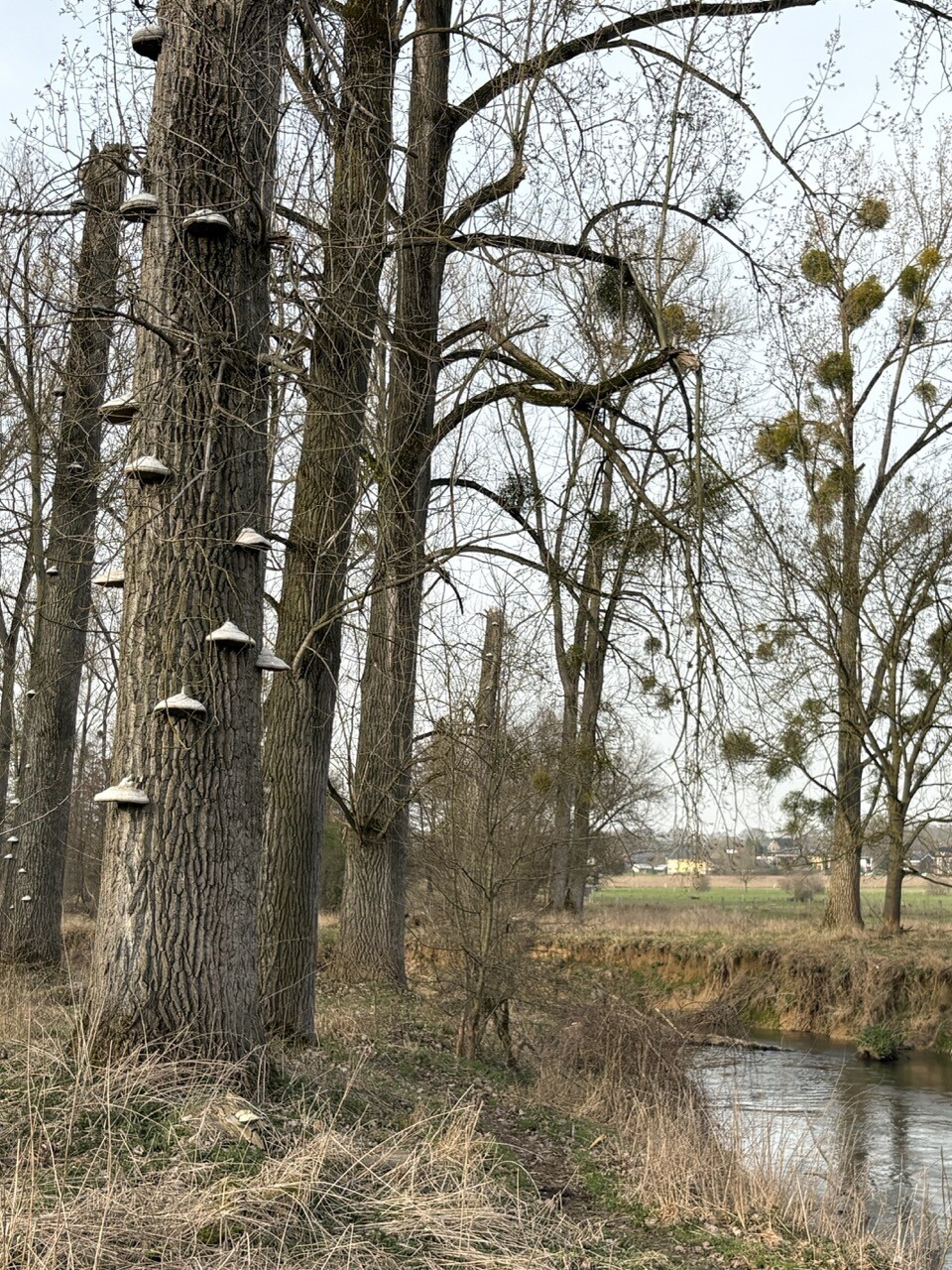 Gulpen