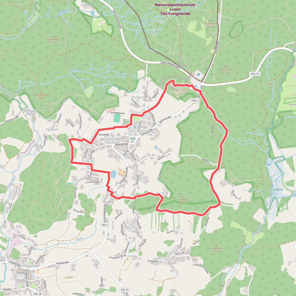 Haustaube